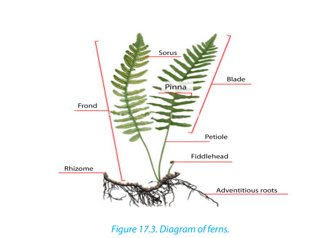 Course: S4: Biology, Topic: UNIT 17: SEXUAL REPRODUCTION IN PLANTS